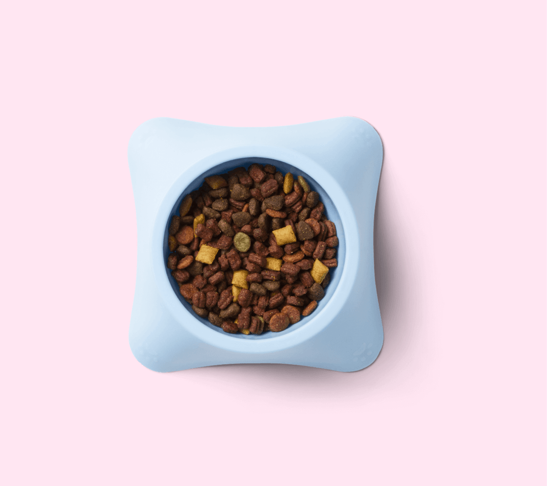 Small dog dish